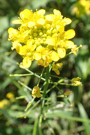 Rorippa pyrenaica \ Wilde Sumpfkresse, D Schwarzwald, Gengenbach 18.6.2019