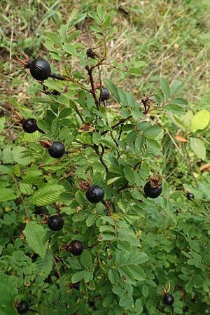 Rosa spinosissima \ Bibernellbl�ttrige Rose / Burnet Rose, D Meinhard-Motzenrode 28.7.2019