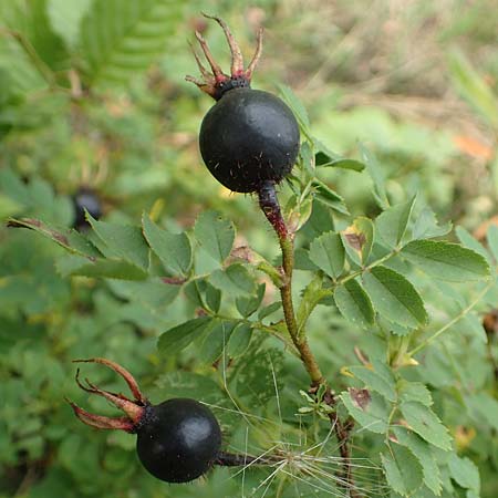 Rosa spinosissima \ Bibernellbl�ttrige Rose / Burnet Rose, D Meinhard-Motzenrode 28.7.2019