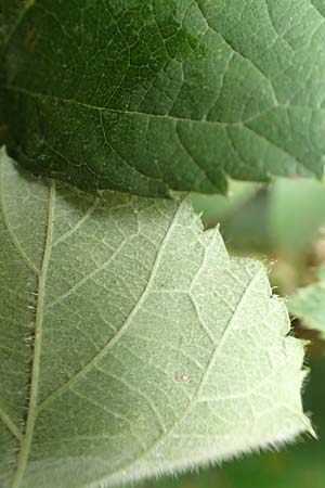Rubus elegans ? \ Vielschw�nzige Brombeere / Elegant Bramble, D Rheinstetten-Silberstreifen 14.8.2019
