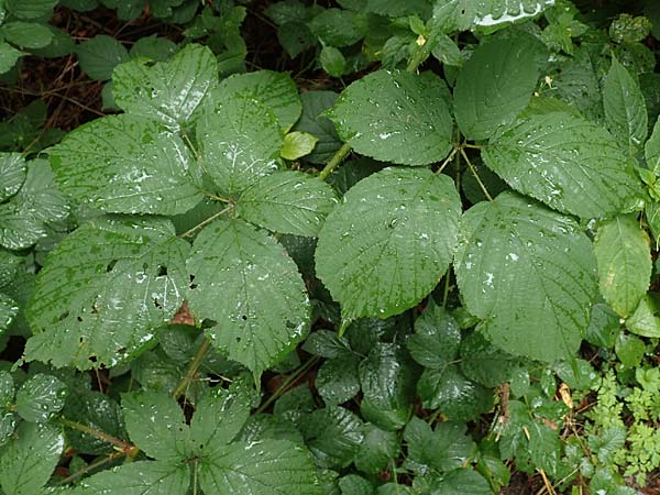 Rubus elegans ? \ Vielschw�nzige Brombeere / Elegant Bramble, D Rheinstetten-Silberstreifen 14.8.2019