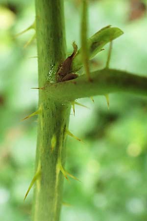 Rubus elegans ? \ Vielschw�nzige Brombeere / Elegant Bramble, D Rheinstetten-Silberstreifen 14.8.2019