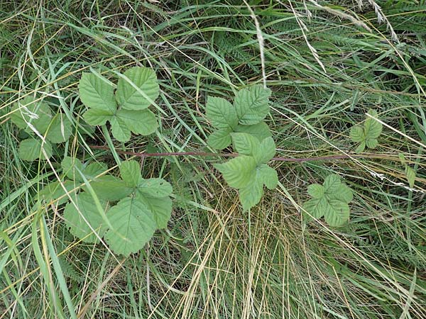 Rubus servaticus ? \ Dickicht-Haselblatt-Brombeere / Thicket Bramble, D Delbr&uuml;ck 29.7.2020