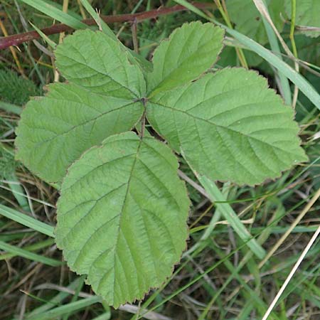 Rubus servaticus ? \ Dickicht-Haselblatt-Brombeere / Thicket Bramble, D Delbr&uuml;ck 29.7.2020