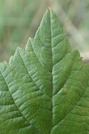 Rubus servaticus ? \ Dickicht-Haselblatt-Brombeere / Thicket Bramble, D Delbr&uuml;ck 29.7.2020