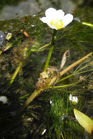 Ranunculus trichophyllus ? \ Haarbl�ttriger Wasser-Hahnenfu� / Thread-Leaved Water Crowfoot, D Ulm 2.6.2015