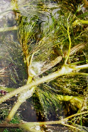 Ranunculus trichophyllus ? \ Haarbl�ttriger Wasser-Hahnenfu� / Thread-Leaved Water Crowfoot, D Ulm 2.6.2015