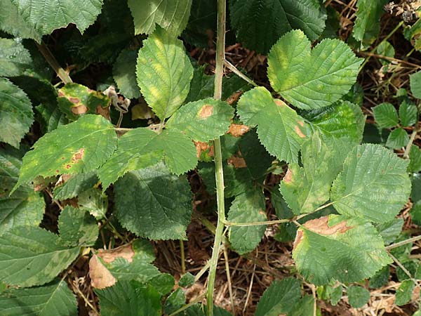 Rubus rotundifoliatus \ Rundbl�ttrige Haselblatt-Brombeere / Round-Leaved Bramble, D Karlsruhe 14.8.2019