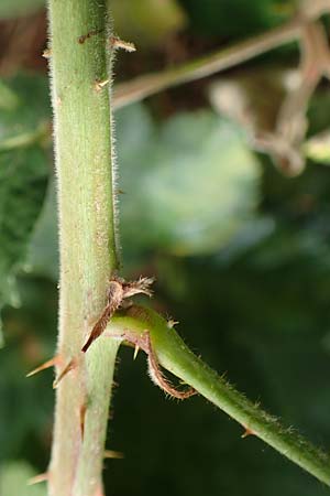 Rubus rotundifoliatus \ Rundbl�ttrige Haselblatt-Brombeere / Round-Leaved Bramble, D Karlsruhe 14.8.2019