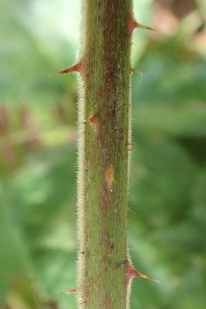 Rubus rotundifoliatus \ Rundbl�ttrige Haselblatt-Brombeere / Round-Leaved Bramble, D Karlsruhe 14.8.2019