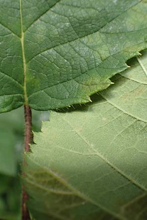Rubus rotundifoliatus \ Rundbl�ttrige Haselblatt-Brombeere / Round-Leaved Bramble, D Karlsruhe 14.8.2019