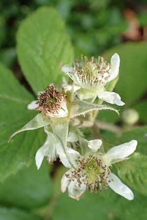 Rubus specL ? \ Brombeere / Bramble, D Steinau an der Stra&szlig;e-Seidenroth 20.6.2020