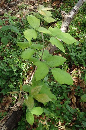 Rubus specL ? \ Brombeere / Bramble, D Steinau an der Stra&szlig;e-Seidenroth 20.6.2020