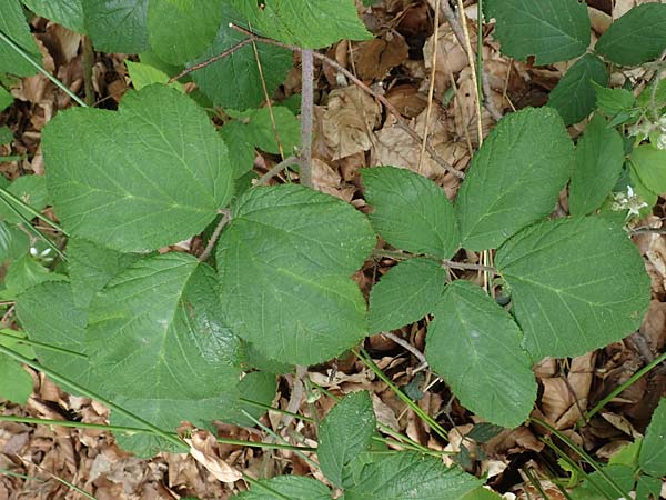 Rubus specL ? \ Brombeere / Bramble, D Steinau an der Stra&szlig;e-Seidenroth 20.6.2020