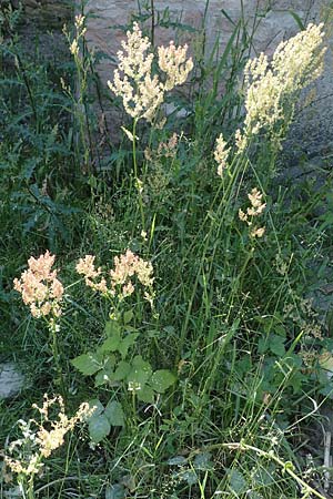Rumex thyrsiflorus, Thyrse Sorrel
