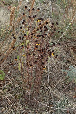 Rudbeckia triloba \ Dreilappiger Sonnenhut, Oktober-Sonnenhut, D Mannheim 22.9.2018