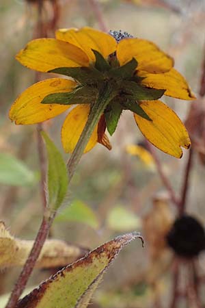 Rudbeckia triloba \ Dreilappiger Sonnenhut, Oktober-Sonnenhut, D Mannheim 22.9.2018