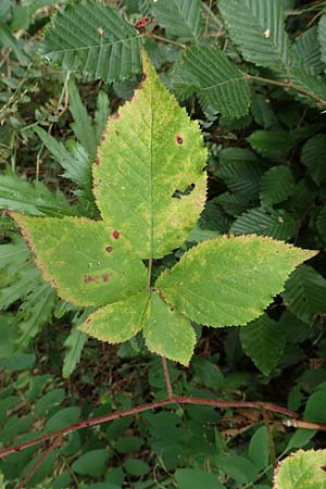 Rubus elegans ? \ Vielschw�nzige Brombeere / Elegant Bramble, D Bad D&uuml;rkheim-Hardenburg 11.8.2019