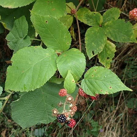 Rubus elegans ? \ Vielschw�nzige Brombeere / Elegant Bramble, D Bad D&uuml;rkheim-Hardenburg 11.8.2019
