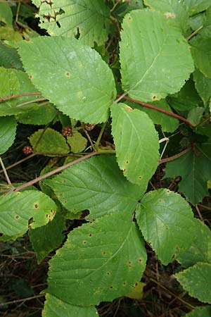 Rubus elegans ? \ Vielschw�nzige Brombeere / Elegant Bramble, D Bad D&uuml;rkheim-Hardenburg 11.8.2019
