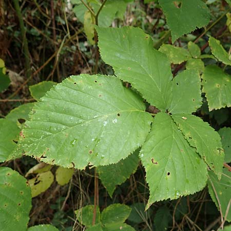 Rubus elegans ? \ Vielschw�nzige Brombeere / Elegant Bramble, D Bad D&uuml;rkheim-Hardenburg 11.8.2019