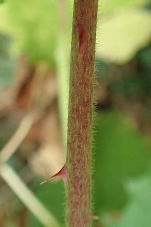 Rubus elegans ? \ Vielschw�nzige Brombeere / Elegant Bramble, D Bad D&uuml;rkheim-Hardenburg 11.8.2019