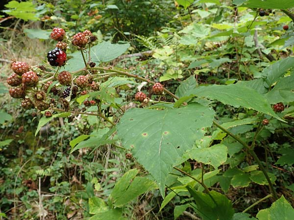 Rubus elegans ? \ Vielschw�nzige Brombeere / Elegant Bramble, D Bad D&uuml;rkheim-Hardenburg 11.8.2019
