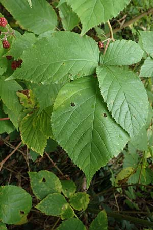 Rubus elegans ? \ Vielschw�nzige Brombeere / Elegant Bramble, D Bad D&uuml;rkheim-Hardenburg 11.8.2019