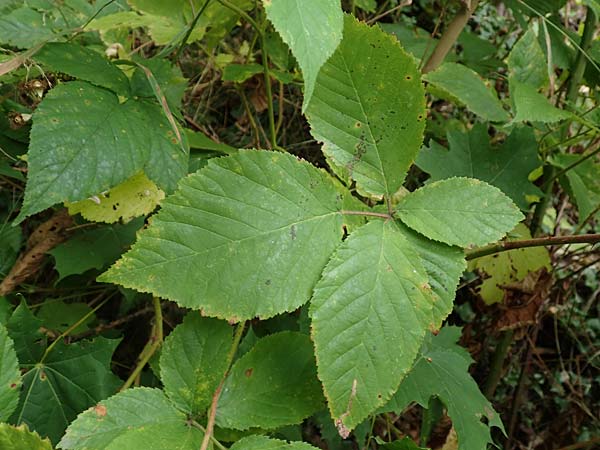Rubus elegans ? \ Vielschw�nzige Brombeere / Elegant Bramble, D Bad D&uuml;rkheim-Hardenburg 11.8.2019