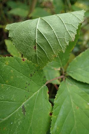 Rubus elegans ? \ Vielschw�nzige Brombeere / Elegant Bramble, D Bad D&uuml;rkheim-Hardenburg 11.8.2019
