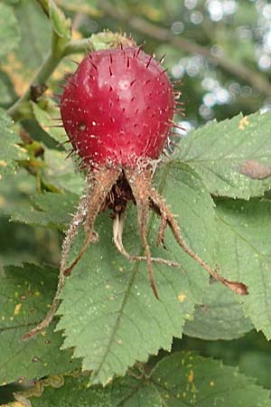 Rosa villosa \ Apfel-Rose / Apple Rose, D Botan. Gar.  Universit.  T&uuml;bingen 3.9.2016