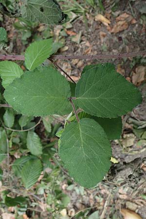 Rubus vestitus \ Samt-Brombeere / Velvet Bramble, D Odenwald, M&ouml;rlenbach 5.7.2018