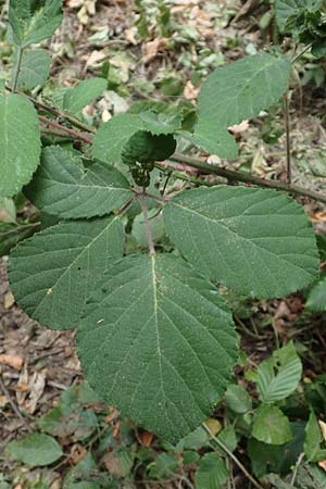 Rubus vestitus \ Samt-Brombeere / Velvet Bramble, D Odenwald, M&ouml;rlenbach 5.7.2018