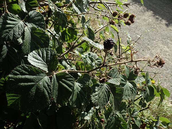 Rubus vestitus \ Samt-Brombeere / Velvet Bramble, D Krickenbecker Seen 27.7.2020