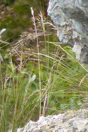 Stipa calamagrostis \ Silber-Raugras, Silber-�hrengras, D Beuron 26.6.2018