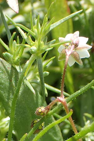 Spergula arvensis \ Acker-Sp�rgel / Corn Spurrey, D Erlenbach am Main 28.4.2016