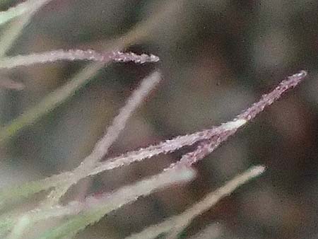 Setaria verticillata \ Kletten-Borstenhirse, Quirlige Borstenhirse, D Mannheim 19.9.2016