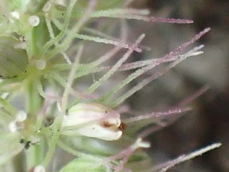 Setaria verticillata \ Kletten-Borstenhirse, Quirlige Borstenhirse, D Mannheim 19.9.2016