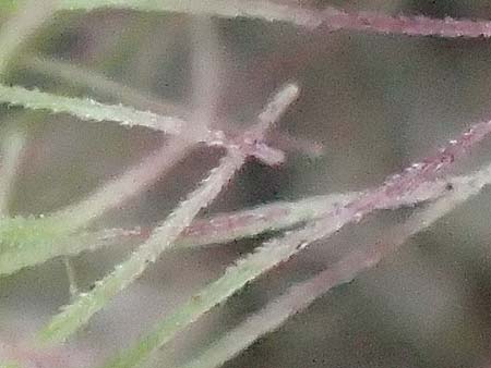 Setaria verticillata \ Kletten-Borstenhirse, Quirlige Borstenhirse, D Mannheim 19.9.2016