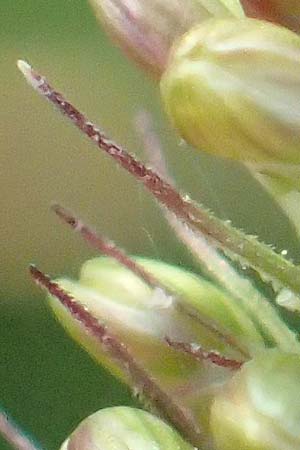 Setaria verticillata \ Kletten-Borstenhirse, Quirlige Borstenhirse, D Weinheim an der Bergstra&szlig;e 30.9.2018