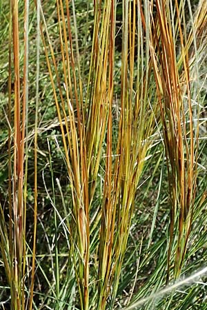 Stipa pulcherrima subsp. palatina \ Pf�lzer Federgras / Palatinate Feather-Grass, D Leistadt 13.6.2021