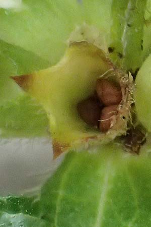 Stachys recta \ Aufrechter Ziest / Yellow Woundwort, D Falkenstein 31.7.2025