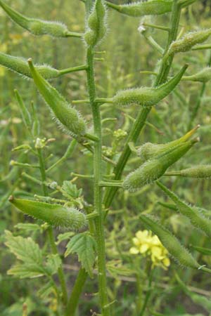 Sinapis alba \ Wei�er Senf, D Mannheim 28.6.2007