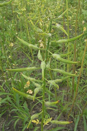 Sinapis alba \ Wei�er Senf, D Mannheim 28.6.2007