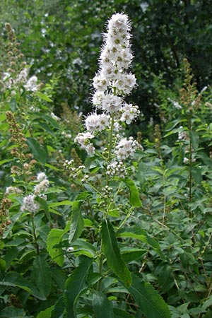 Spiraea alba \ Wei�er Spierstrauch / Pale Bridewort, D Enkenbach-Alsenborn 20.7.2008