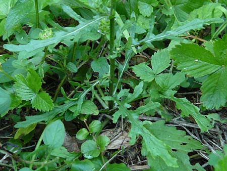 Senecio aquaticus / Marsh Ragwort, D Allensbach 11.7.2015
