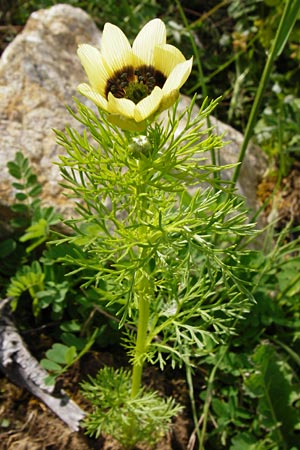 Adonis aestivalis forma citrina \ Sommer-Adonisr�schen / Summer Pheasant's Eye, D W&uuml;rzburg 9.5.2015