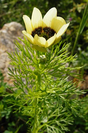 Adonis aestivalis forma citrina \ Sommer-Adonisr�schen / Summer Pheasant's Eye, D W&uuml;rzburg 9.5.2015