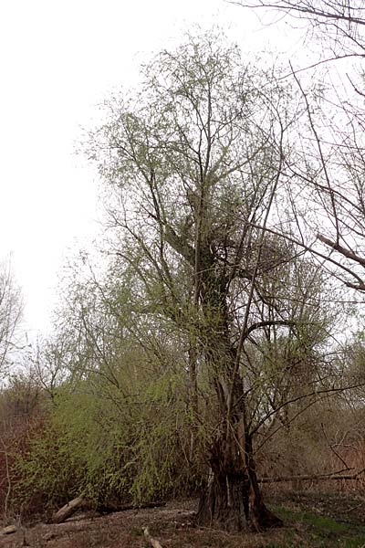 Salix alba \ Silber-Weide / White Willow, D Mannheim 3.4.2016