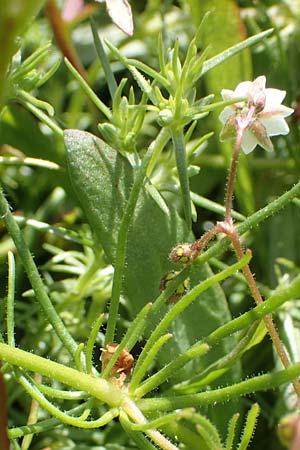 Spergula arvensis \ Acker-Sp�rgel / Corn Spurrey, D Erlenbach am Main 28.4.2016